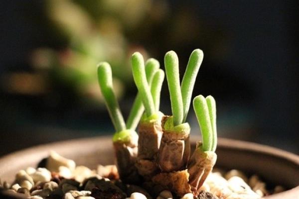 碧光環市場價格多少錢一盆 碧光環的繁殖方法