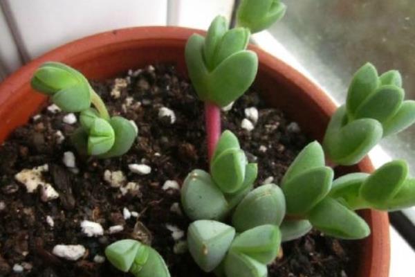 碧玉蓮和鹿角海棠的區別是什么  白鳳菊和鹿角海棠的區別