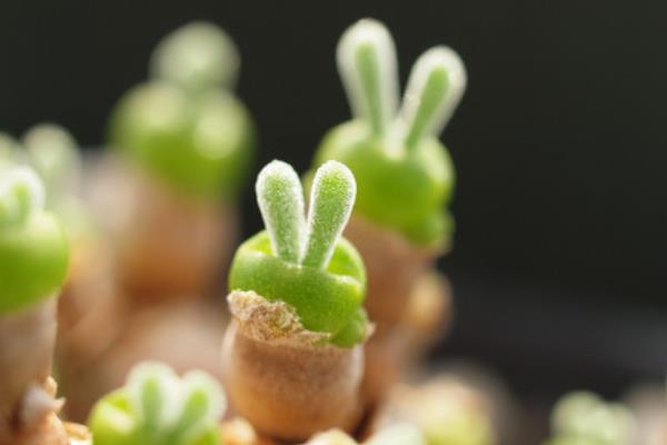 碧光環市場價格多少錢一盆 碧光環的繁殖方法