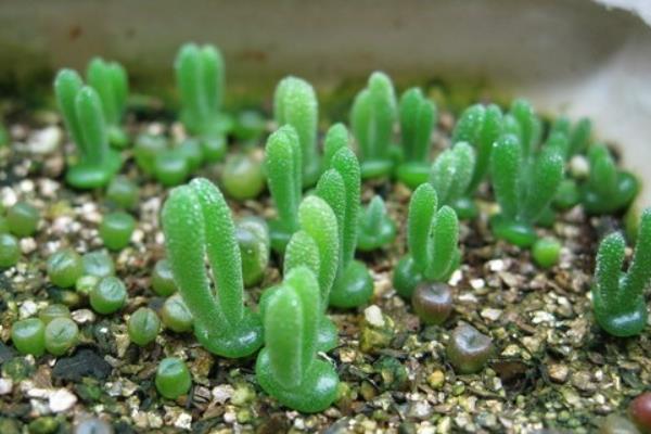 碧光環市場價格多少錢一盆 碧光環的繁殖方法