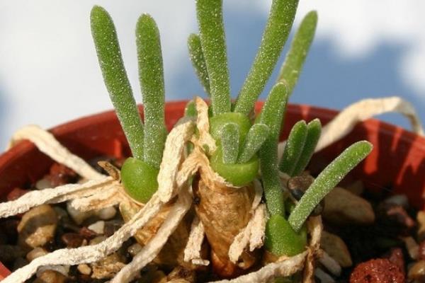 碧光環市場價格多少錢一盆 碧光環的繁殖方法