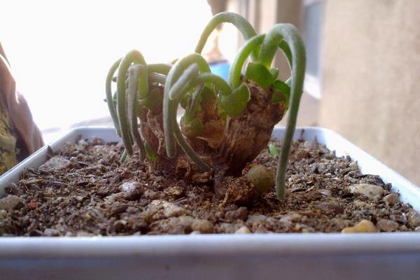 碧光環市場價格多少錢一盆 碧光環的繁殖方法