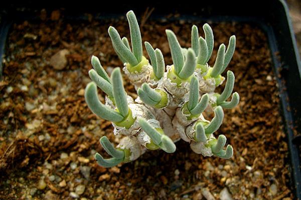 碧光環市場價格多少錢一盆 碧光環的繁殖方法