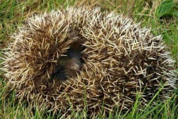 刺猬冬眠嗎 刺猬的生活習性