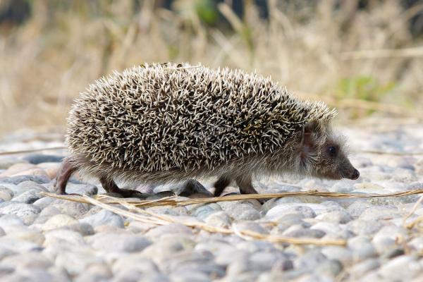 刺猬冬眠嗎 刺猬的生活習性