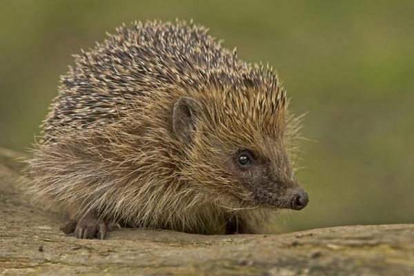 刺猬冬眠嗎 刺猬的生活習性