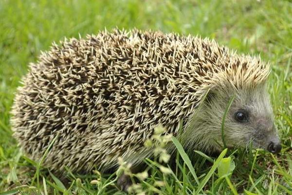 刺猬冬眠嗎 刺猬的生活習性