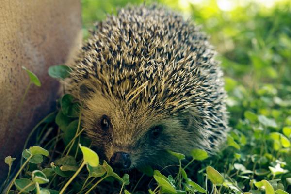 刺猬冬眠嗎 刺猬的生活習性