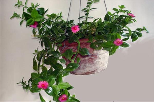 牡丹吊蘭冬天怎么養 牡丹吊蘭不開花的原因