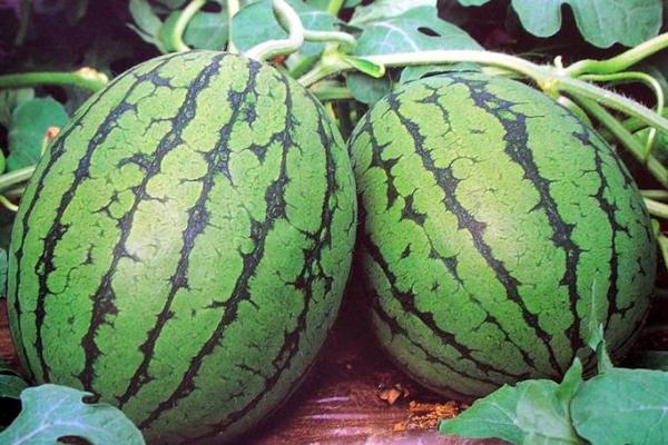西瓜怎么挑 西瓜的功效與作用