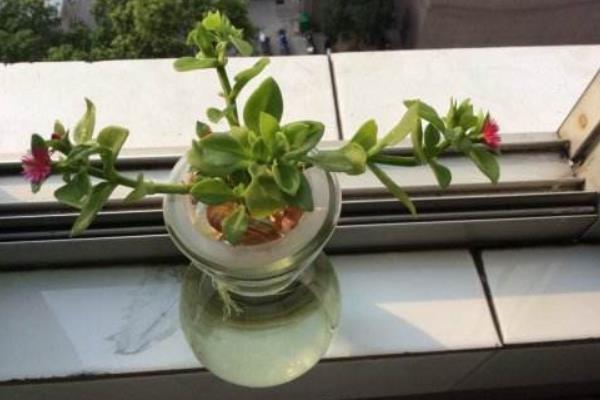 牡丹吊蘭可以水培嗎 牡丹吊蘭怎樣快速生根