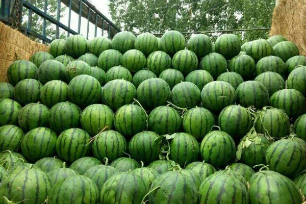 西瓜怎么挑 西瓜的功效與作用