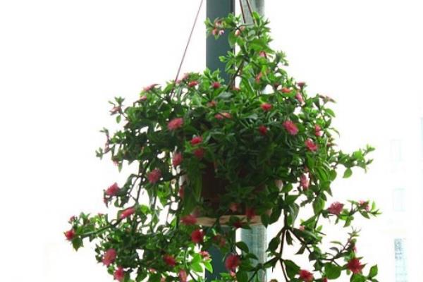 牡丹吊蘭圖片大全 牡丹吊蘭食用價值