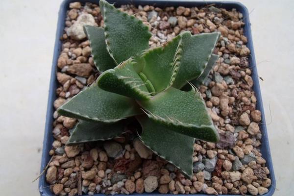 荒波多肉怎么養 多肉植物荒波養殖方法與注意事項