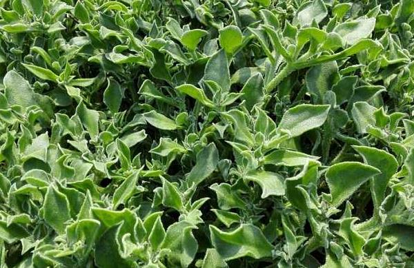 非洲冰草能吃嗎 非洲冰草怎么做好吃