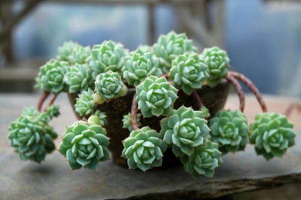 白牡丹多肉圖片大全（老樁） 多肉植物白牡丹特點與簡介