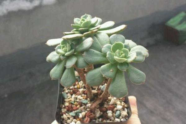 白牡丹多肉圖片大全（老樁） 多肉植物白牡丹特點與簡介