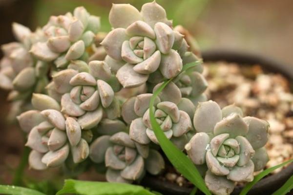 白牡丹多肉圖片大全（老樁） 多肉植物白牡丹特點與簡介