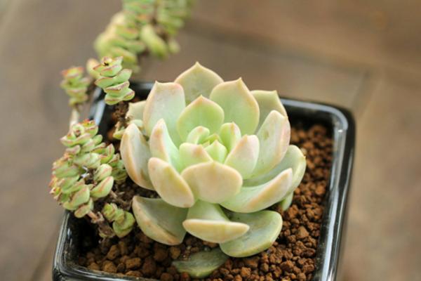 白牡丹多肉圖片大全（老樁） 多肉植物白牡丹特點與簡介