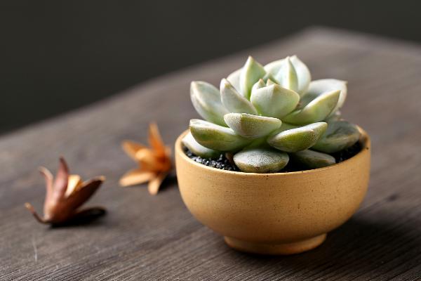 白牡丹多肉圖片大全（老樁） 多肉植物白牡丹特點與簡介