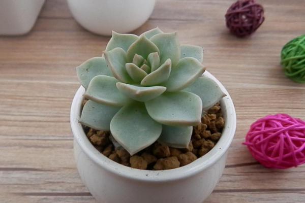 白牡丹多肉圖片大全（老樁） 多肉植物白牡丹特點與簡介