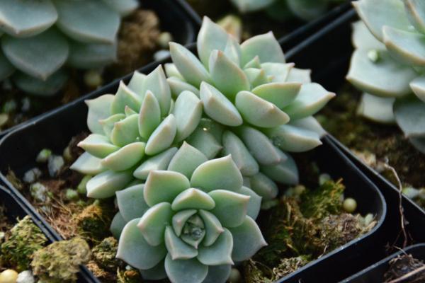 白牡丹多肉圖片大全（老樁） 多肉植物白牡丹特點與簡介