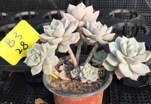 白牡丹多肉圖片大全（老樁） 多肉植物白牡丹特點與簡介