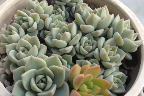 白牡丹多肉圖片大全（老樁） 多肉植物白牡丹特點與簡介