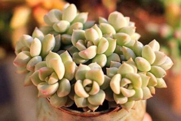 白牡丹多肉圖片大全（老樁） 多肉植物白牡丹特點與簡介