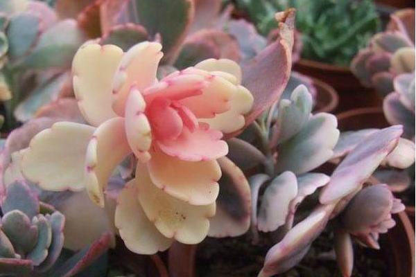 不死鳥和玉吊鐘的區別是什么