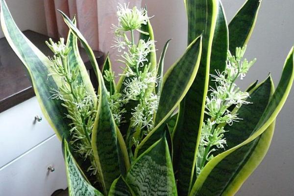 虎皮蘭扦插繁殖方法 虎皮蘭冬天怎么養