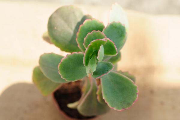 玉吊鐘圖片大全（老樁） 玉吊鐘的養殖方法及注意事項