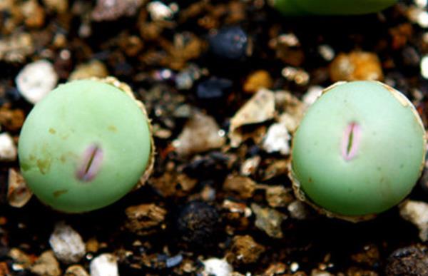 小紅嘴多肉v嘴p嘴b嘴之間的區(qū)別是什么 多肉植物小紅嘴的養(yǎng)護(hù)技巧