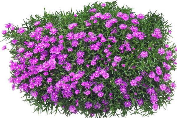 松葉菊怎么養（盆栽） 松葉菊養殖方法與注意事項