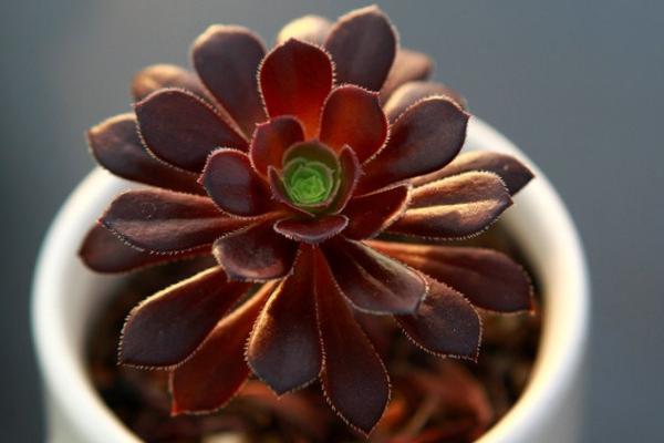 黑法師的養殖方法與注意事項 黑法師養殖注意事項