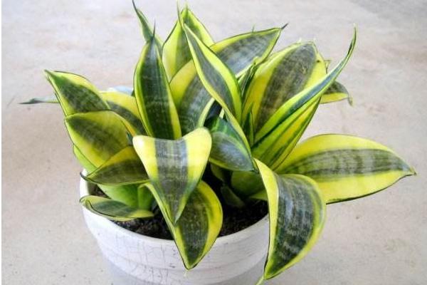 虎皮蘭市場價格多少錢一盆 虎皮蘭的作用