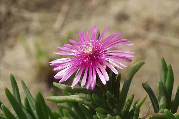 松葉菊有毒嗎 松葉菊適宜什么肥