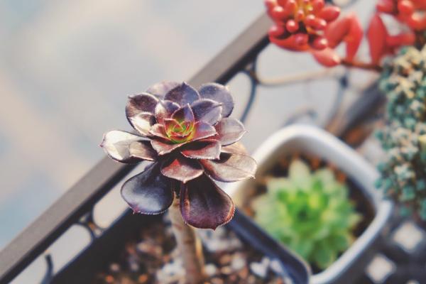 黑法師掉葉子怎么辦 黑法師冬天的養殖方法