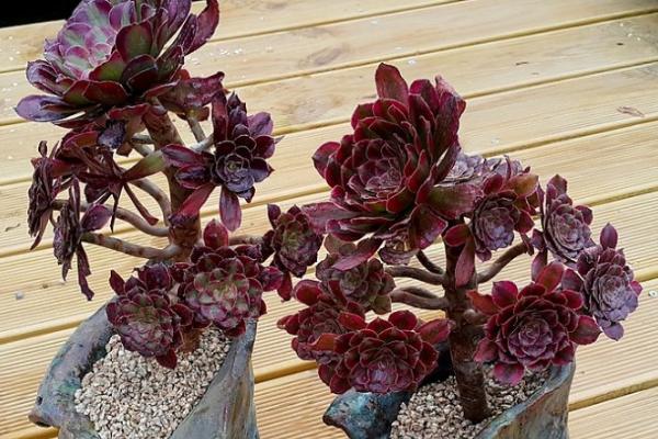 黑法師多肉圖片大全 黑法師有幾個品種