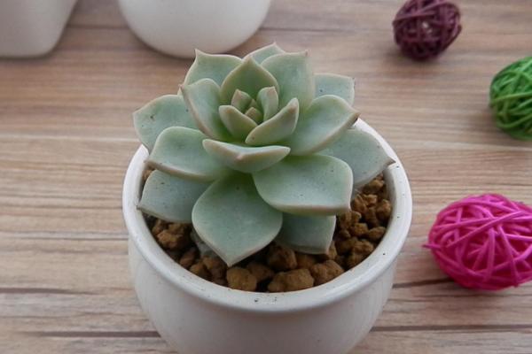 白牡丹多肉掉葉子怎么辦 多肉白牡丹徒長怎么辦