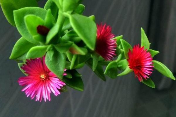 牡丹吊蘭市場價格多少錢一盆 牡丹吊蘭怎么水培