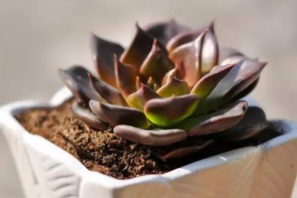 黑王子多肉怎么養快速爆盆 黑王子養殖方法與注意事項