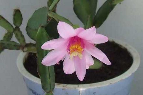 落花之舞仙人掌多肉怎么養(yǎng) 落花之舞養(yǎng)殖方法與注意事項