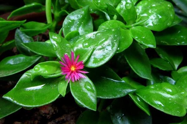 牡丹吊蘭怎么扦插繁殖 牡丹吊蘭葉子發黃是怎么回事