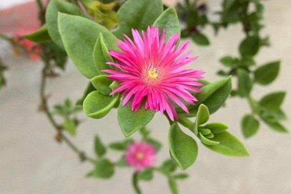 牡丹吊蘭什么時候開花 牡丹吊蘭的養殖方法