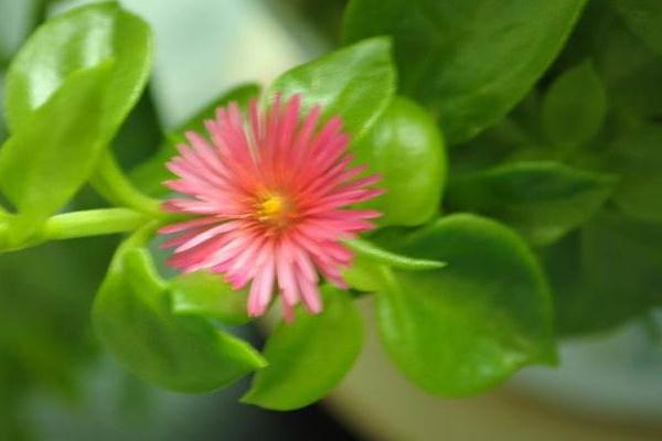 牡丹吊蘭什么時候開花 牡丹吊蘭的養(yǎng)殖方法