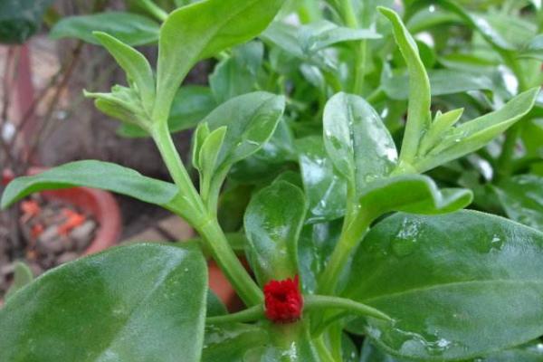 牡丹吊蘭什么時候開花 牡丹吊蘭的養(yǎng)殖方法