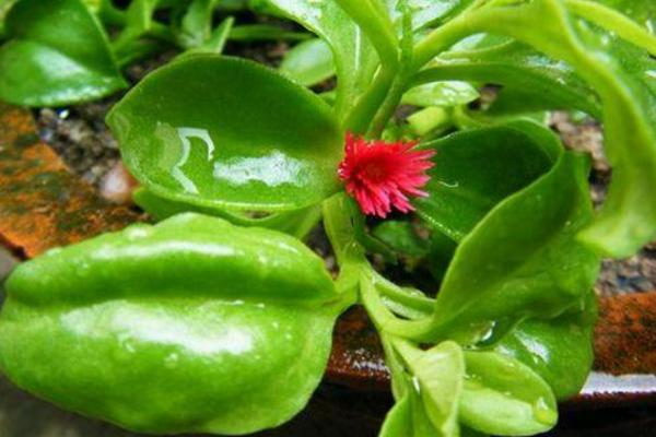 牡丹吊蘭什么時候開花 牡丹吊蘭的養(yǎng)殖方法