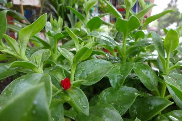 牡丹吊蘭什么時候開花 牡丹吊蘭的養(yǎng)殖方法