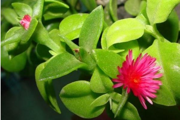 牡丹吊蘭什么時候開花 牡丹吊蘭的養(yǎng)殖方法